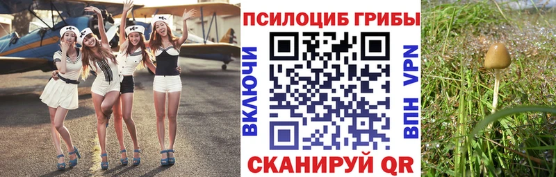 Галлюциногенные грибы Psilocybe Заозёрск